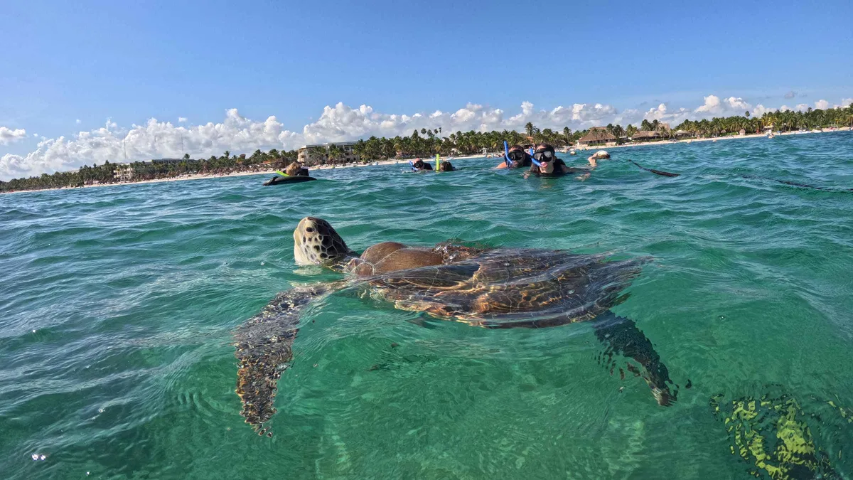 Guided snorkelling group above the seagrass in the protected circuit at Akumal Bay, Tulum Mexico